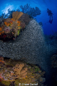 "Hiding in the Colors"
A large group of Silversides pack... by Chase Darnell 